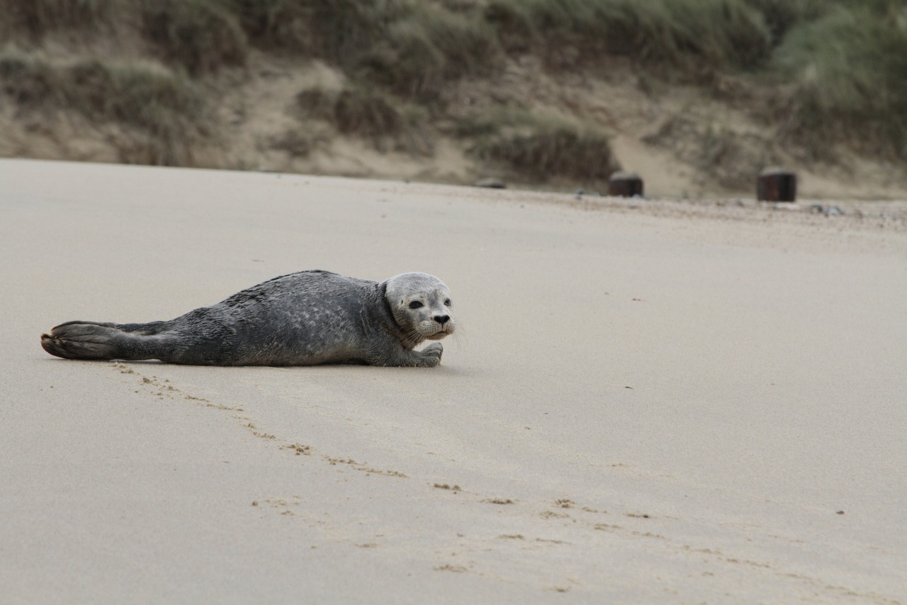 Seal lounging on a sandy beach with grassy dunes in the background, coastal wildlife scene in the UK