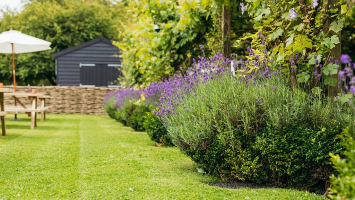 Garden view with neat lawn, purple lavender flowers, wooden picnic table, and green shrubs embracing natural beauty